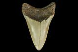 Fossil Megalodon Tooth - North Carolina #146983-2